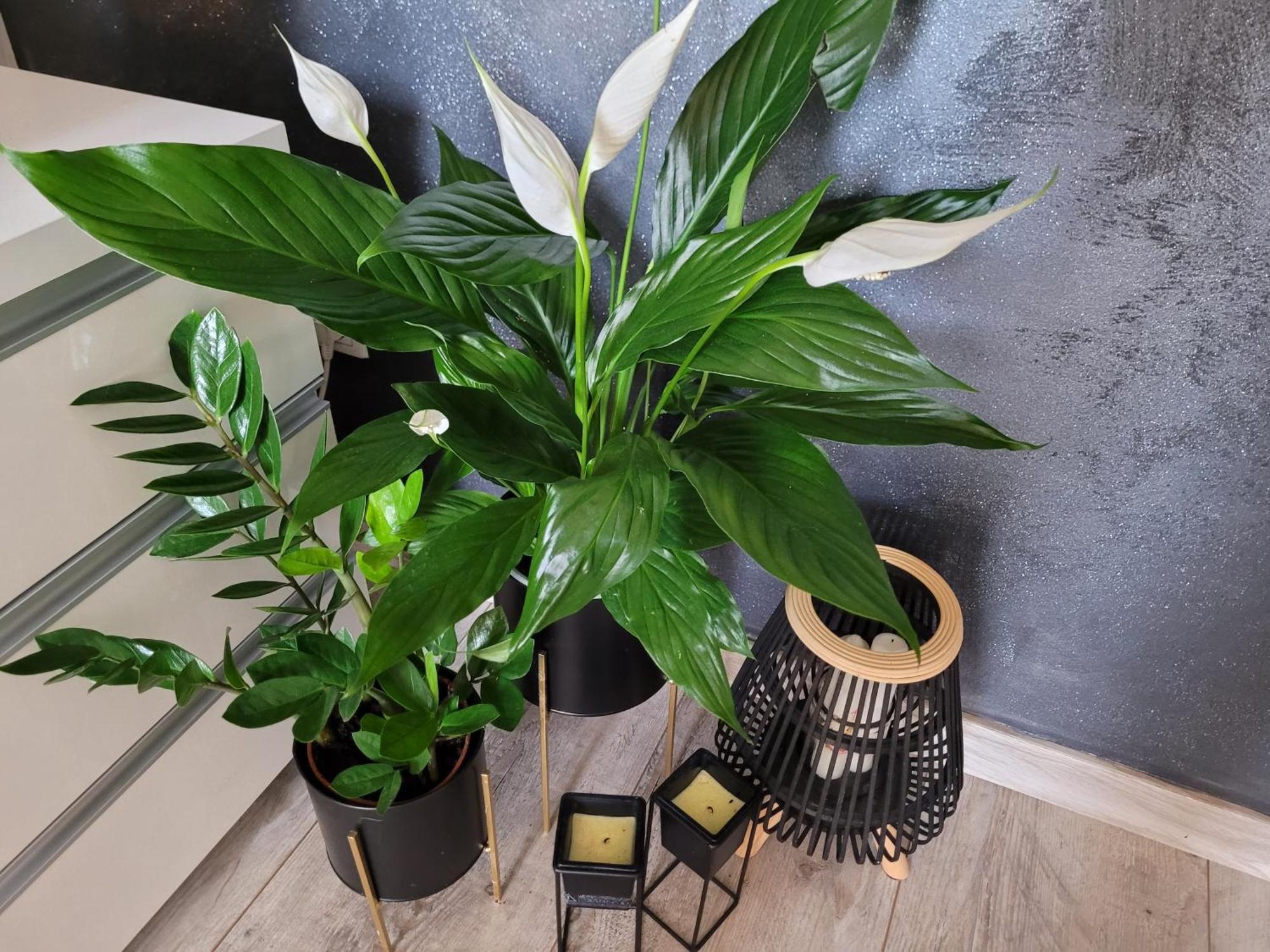 Apartament Lilla イェレニャ・グーラ エクステリア 写真
